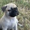 AMERICAN BULLY/PUG FOR SALE (09/01)