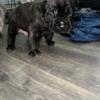 Presa Canario Pup (BOY) Available