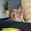 Grey /white Shorthair