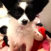 Papillon Beautiful Black and White Female on Special Sale Available  NOW!