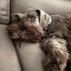 Beautiful Miniature Schnauzer male *STUD ONLY*