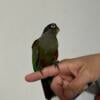 Beautiful crimson belly Conures