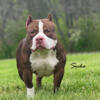 American Bully puppies due 6/18