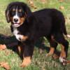 Oliver Male Bernese Mountain Dog