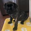 Female Cane Corso for sale