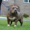 American Bully female