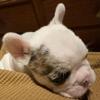 French Bulldog puppies