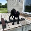 Cane Corso Puppies 