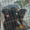 Rottweiler puppies