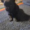 Pomchi