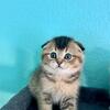 Scottish Fold Kittens