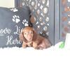 Lola Happy Red Dachshund