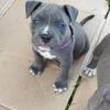 Blue nose bully pitbull puppies