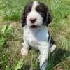 AKC REGISTERED ENGLISH SPRINGER SPANIELS