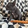 Male French Bulldog 12 weeks old