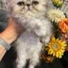 Persian and Himalayan Kittens