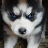 Beautiful husky puppies