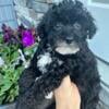 Havapoo - Male Puppy for sale