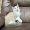 TICA REGISTERED RAGDOLL KITTENS