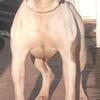 3 year old male American Bulldog for sale