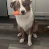 AKC Male Australian Shepherd