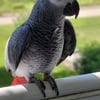 African grey