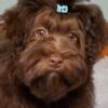 Havapoo 3/4th Havanese 1/8th Toy poodle  male puppy