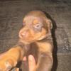 Rotterman Puppies