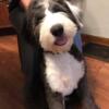 OES old English sheepdog female