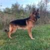 Proven. Male German Shepherd