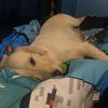 Missing golden retriever