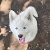 White Siberian Husky