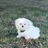 Purebred Maltese pups males and females