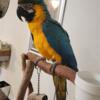 Catalina macaw