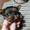 10 week old Registered female Yorkshire terrier.