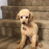 Red toy poodle for sale