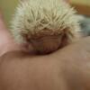 Baby hedgehogs horn 
