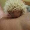 Baby hedgehogs horn 4/29/2024