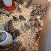 Quail anything you need let me know.