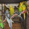 Male American Parakeets