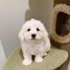 Cute Bichon Frise Puppies