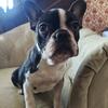 French bulldog puppies