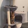 Male bengal kitten 