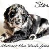 AKC Standard Poodle Puppies (OFA/genetic lineage)