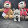 French Bulldog Puppies