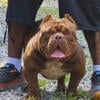 Chocolate Devilspit Male open for Stud son of GEB DIRT DEVIL