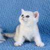 NEW Elite Scottish straight kitten from Europe with excellent pedigree, male. Quimby