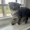 SCOTTISH FOLD mix kittens 6 weeks old