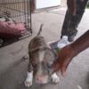 Blue Merle Pup's 1 boy and 3 girls left Great family dog 3177606738