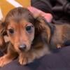 Long haired mini dachshund male